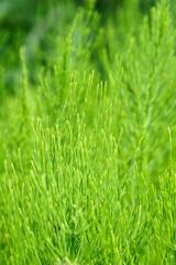 Green part of the horsetail in detail.