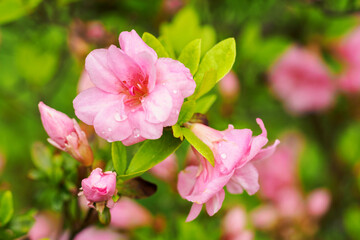 Pink rhododendron flowers with water drops on the flowers.