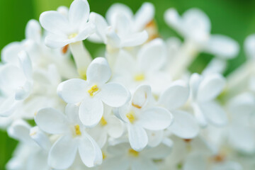 Naklejka na ściany i meble Close-up of white lilac flowers.