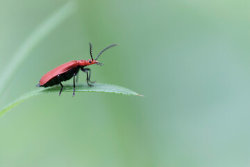 Cardinal Beetle Pyrochroa serraticornis perching on green plants