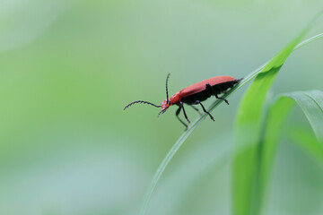 Cardinal Beetle Pyrochroa serraticornis perching on green plants