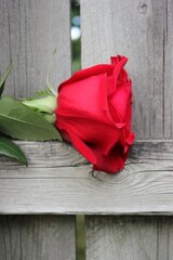 red roses on wooden table