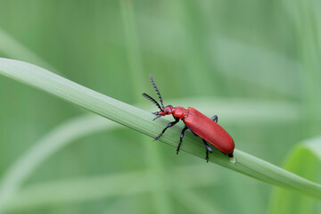 Cardinal Beetle Pyrochroa serraticornis perching on green plants