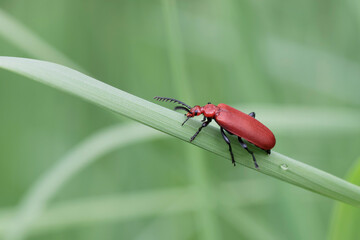 Cardinal Beetle Pyrochroa serraticornis perching on green plants