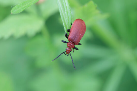 Cardinal Beetle Pyrochroa serraticornis perching on green plants