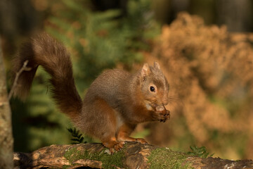 Naklejka na ściany i meble Red Squirrel (Sciurus vulgaris) 