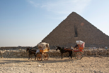 Egyptian wagon with horses against the background of the Egyptian pyramids in Giza