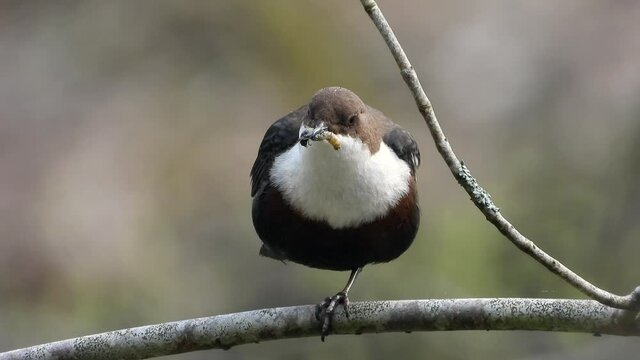 White-throated Dipper (Cinclus cinclus)