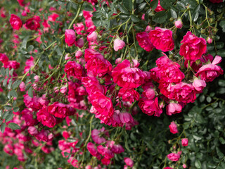 Hedge and plant fence. Pink rose fence in the park