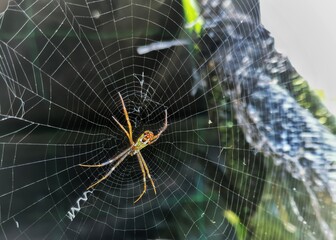 spider on web