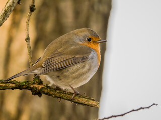 Red Robin