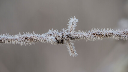 Eiskristalle auf Stacheldraht