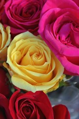 Fototapeta na wymiar Yellow rose