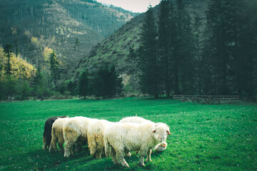 Widok na góry Tatry oraz stado pasących się owcy