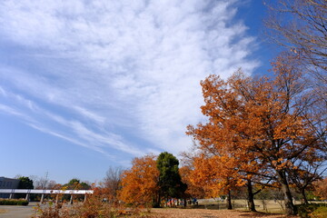  小江戸川越　川越運動公園の秋の風景
