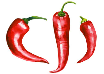 Chili pepper on isolated white background, watercolor illustration