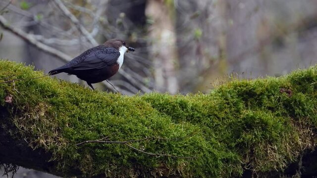 White-throated Dipper (Cinclus cinclus)