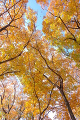 小江戸川越　伊佐沼公園の黄葉
