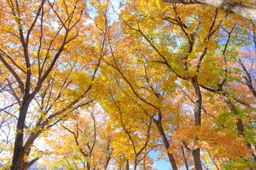 小江戸川越　伊佐沼公園の黄葉