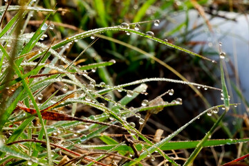 Fresh green grass with water drops.