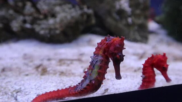 red hippocampus swimming in the aquarium tank design for marine biology for display concept