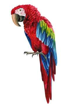 Red parrot macaw, isolated white background, watercolor botanical illustration