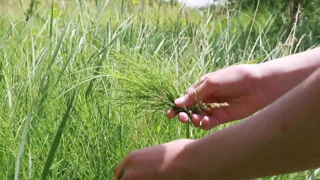 Hand pluck stems quisetum arvense, field horsetail or common horsetail in a meadow in summer among medicinal herbs in an ecologically clean region.