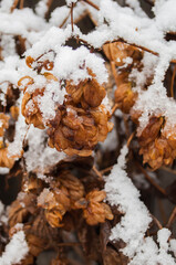 Hops under the snow. Winter, frost.