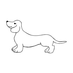 A dachshund dog isolated on a white background.Vector illustration in doodle style, hand drawing.