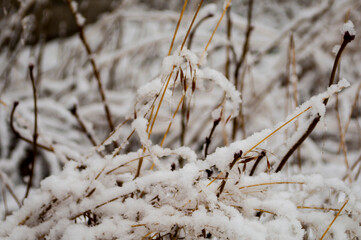 Beautiful winter snow. Fluffy stalks of tall grass under snow in winter in snowfall. Fabulous image of winter.