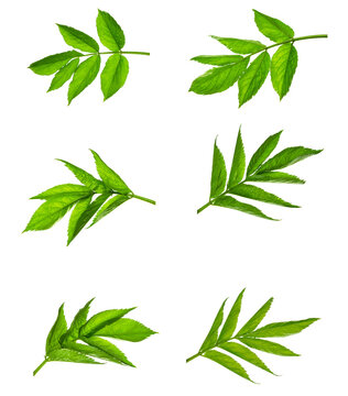 Set of green elderberry leaves isolated on white background. elderberry branch with leaves. European elderberry.