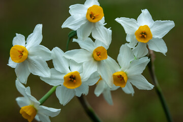 Daffodil bunch growing in nature horizontal