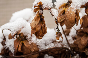Hops under the snow. Winter, frost.