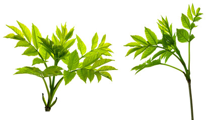 Set of green elderberry leaves isolated on white background. elderberry branch with leaves. European elderberry.