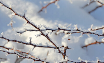 branches covered with the first snow 