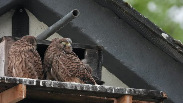 Turmfalke (Falco tinnunculus) 