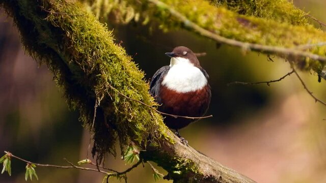 White-throated Dipper (Cinclus cinclus)