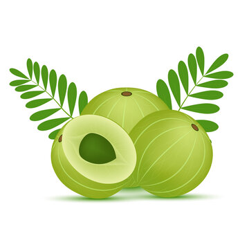 Fresh indian gooseberry or Amla fruit, amalaki with green leaves. Medicinal fruit It is very rich in Vitamin C, and contains many minerals and vitamins. On white background. 3D Vector illustration.