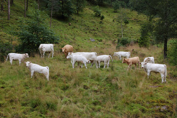 Fototapeta premium Norwegen - Rinder / Norway - Cattles /.