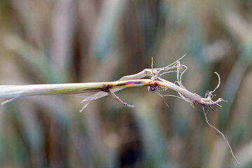 The take-all fungus, Gaeumannomyces graminis (ascomycota), is a major root-rot pathogen of cereals and grasses.  It is most damaging wheat and barley crops,  progressively destroying the root system.