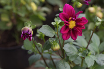 Fototapeta premium Beautiful red dahlia flowers, with green leaves background blooming in the garden.