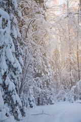 Winter coniferous forest after snowfall, frosty day, landscape