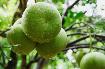 Ripe pomelo fruits hang on the trees in the citrus garden. Harvest of tropical pomelo in orchard. Agricultural food background