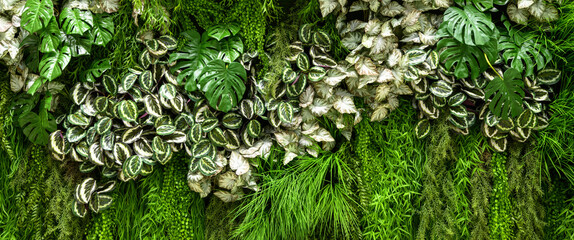 Vertical garden detail, panoramic green plants wall in office or home interior