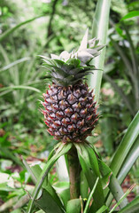 Obraz premium Pineapple tropical fruit growing in a field, Zanzibar, Tanzania