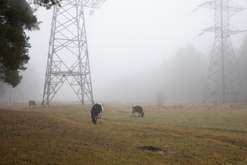 cows in the fog on the field