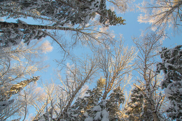 Winter coniferous forest after snowfall, frosty day, landscape