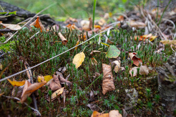 moss and the autumn leaves in the forest