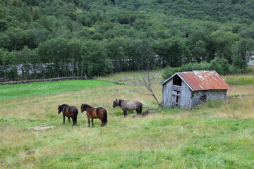 Pferd und Scheune nahe Fresvik / Horse and Barn near Fresvik / Equus caballus et Horreum vicinia...
