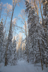 Winter coniferous forest after snowfall, frosty day, landscape